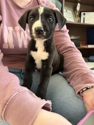 Enlarge Creed, a ADOPTABLE mixed breed in Joshua, TX image 1/1