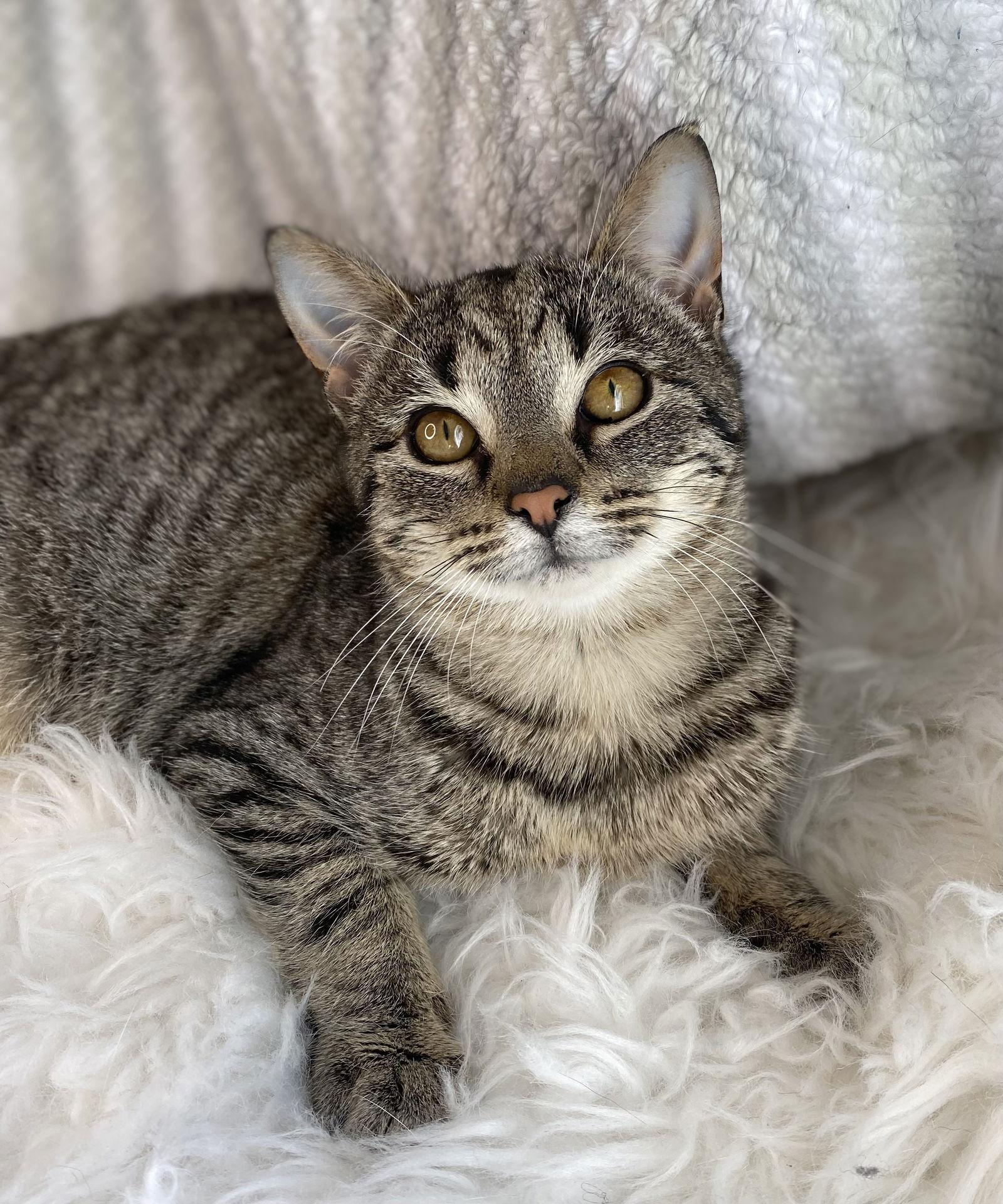 Enlarge Kenton - MEET ME @ PETCO 03/07/26!, a Adoptable mixed breed in Cookeville, TN image 1/3