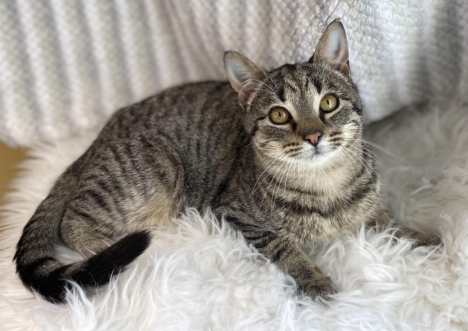 Enlarge Kenton - MEET ME @ PETCO 03/07/26!, a Adoptable mixed breed in Cookeville, TN image 3/3