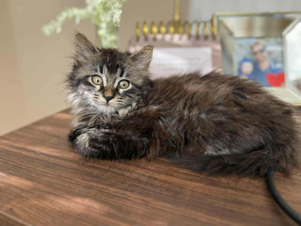 Tinsel, Adoptable, Kitten Female Domestic Medium Hair.