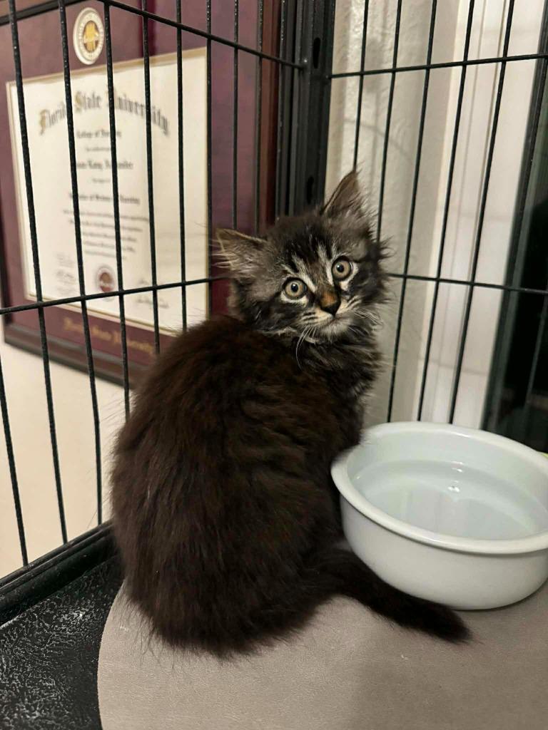 Enlarge Tinsel, a Adoptable mixed breed in Orlando, FL image 1/4