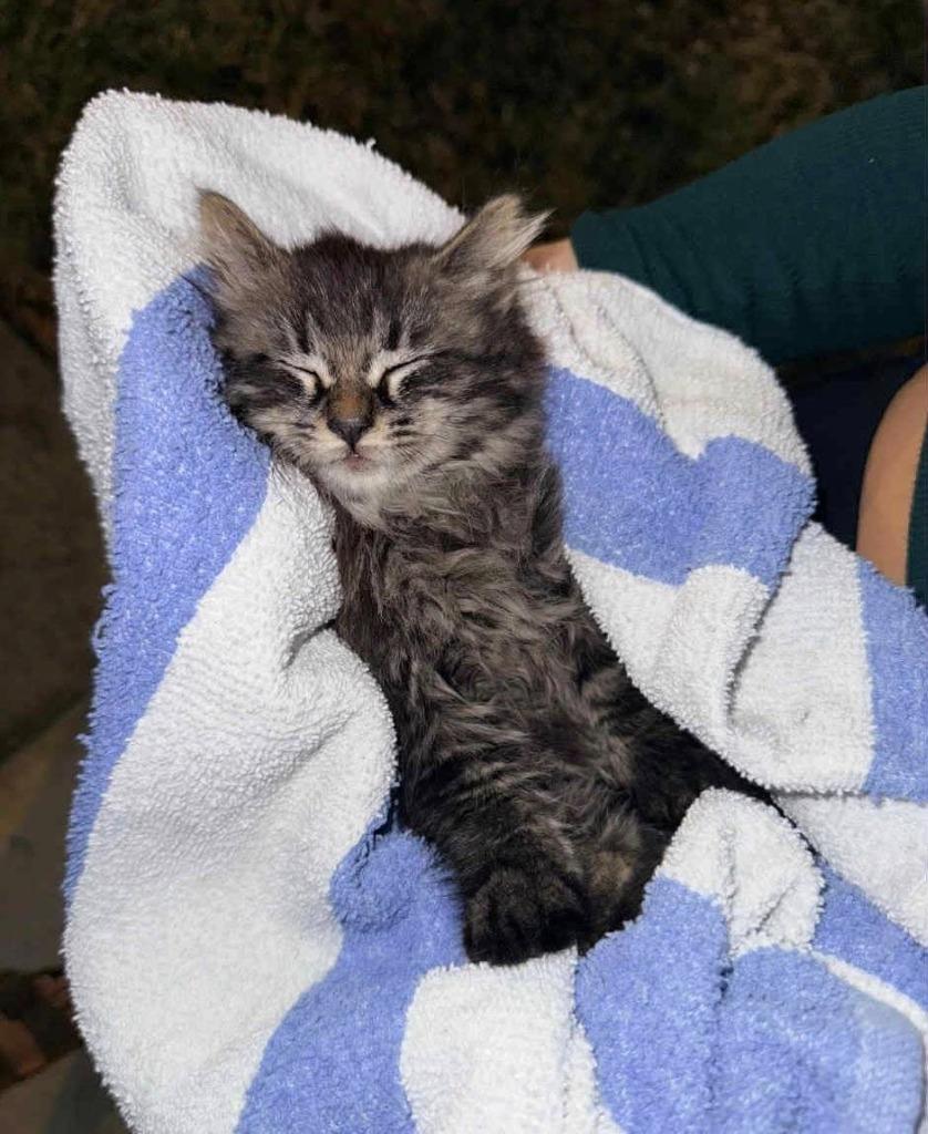 Enlarge Tinsel, a Adoptable mixed breed in Orlando, FL image 2/4