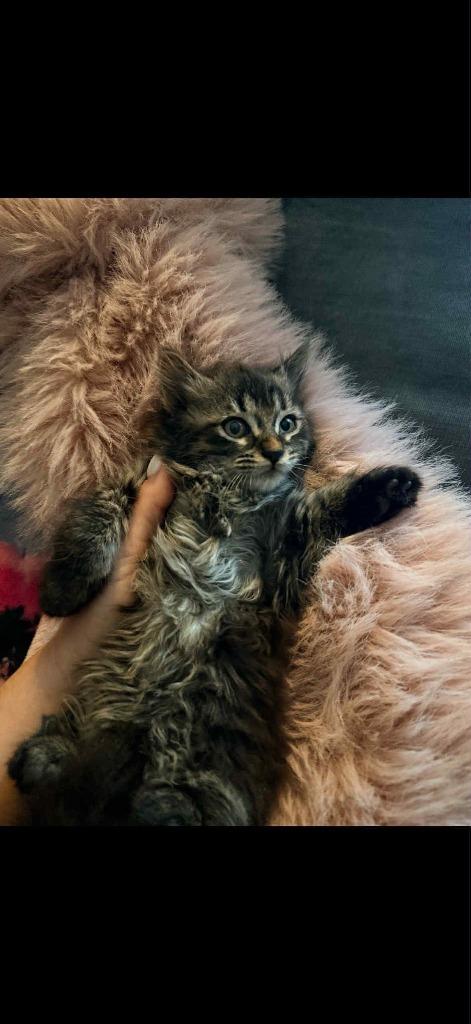 Enlarge Tinsel, a Adoptable mixed breed in Orlando, FL image 3/4