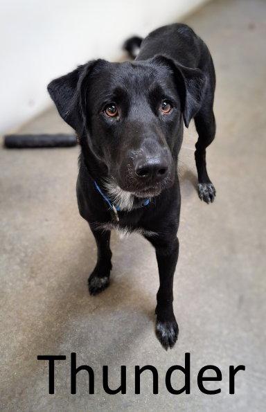 Thunder, Adoptable, Adult Male Labrador Retriever & Catahoula Leopard Dog.