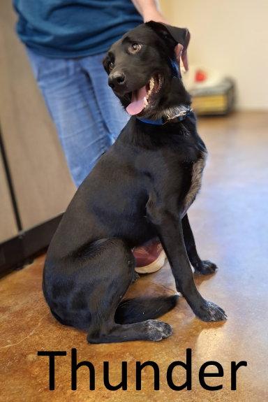 Enlarge Thunder, a Adoptable mixed breed in Mountain View, AR image 2/2