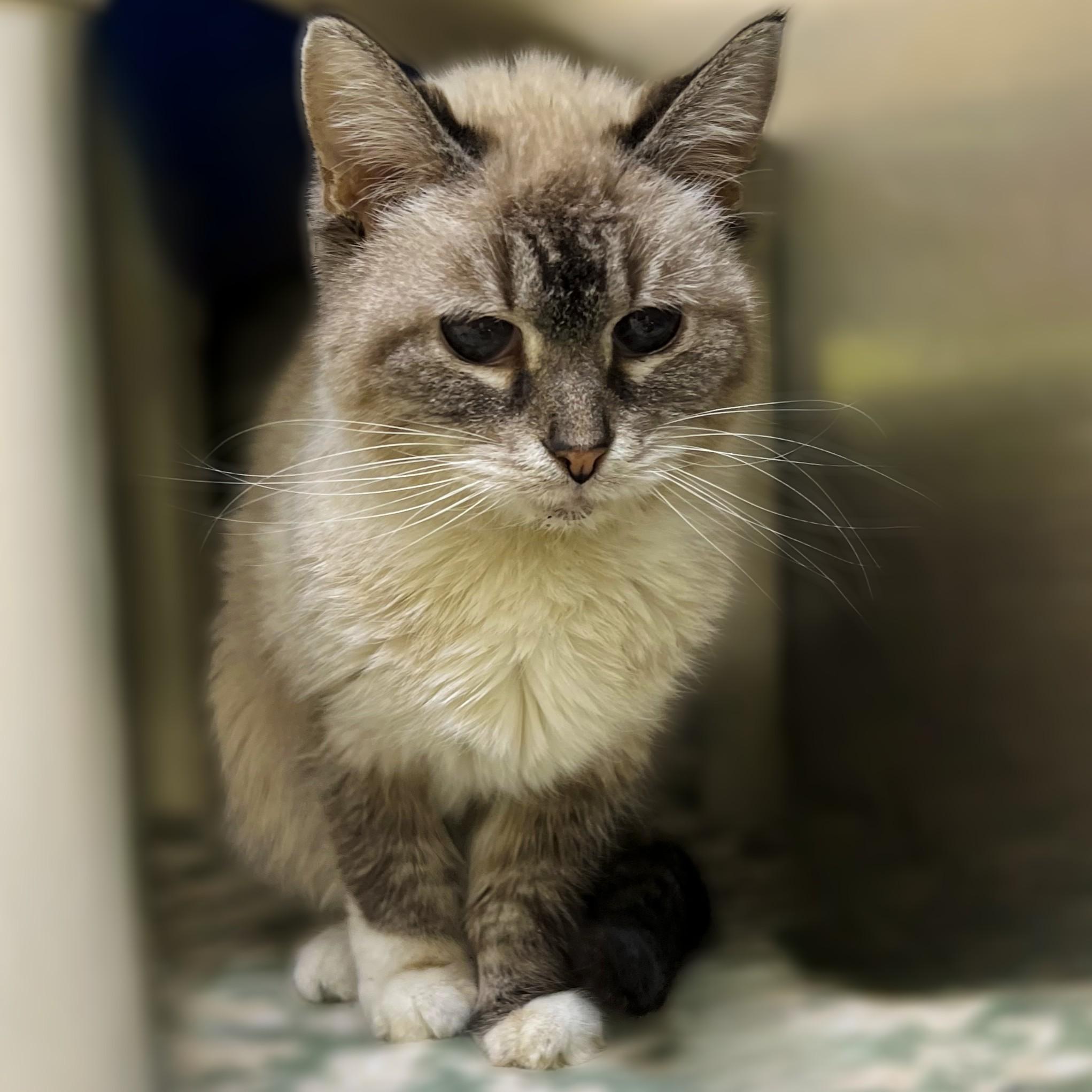 Crissy, Senior Female unknown