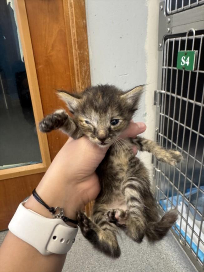 PROVOLONE, Adoptable, Kitten Male Domestic Short Hair.