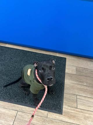 Enlarge Tommy Pickles, a Adoptable Labrador Retriever in Rowlett, TX image 1/3