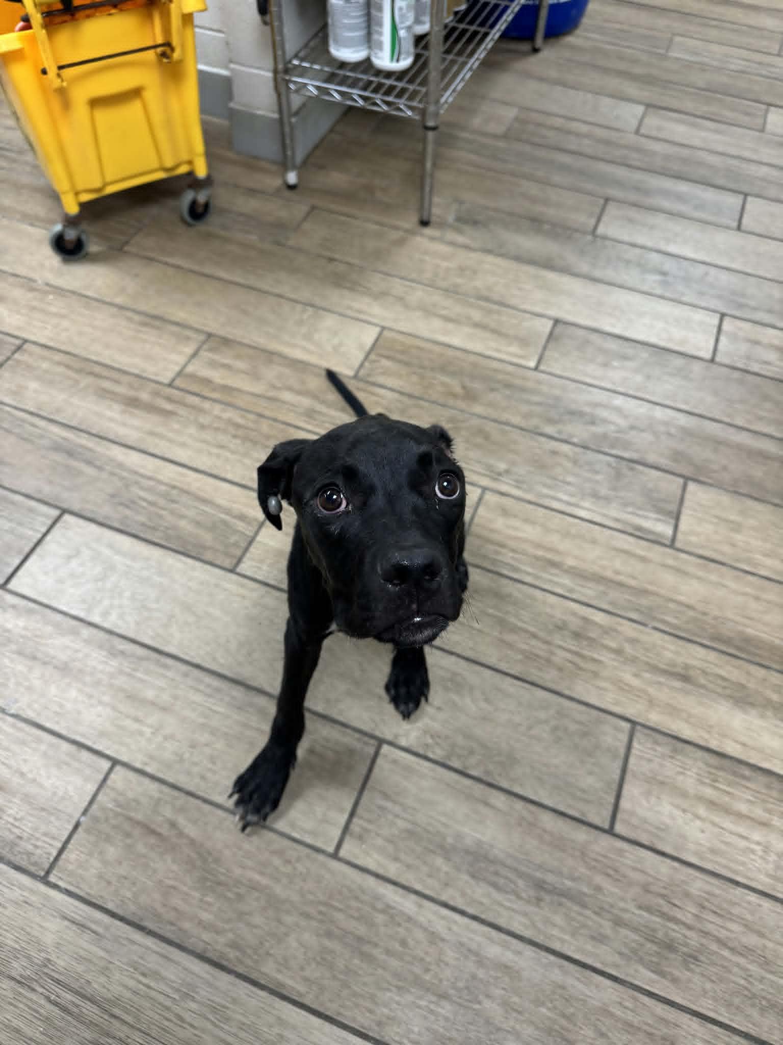Enlarge Tommy Pickles, a Adoptable Labrador Retriever in Rowlett, TX image 2/3