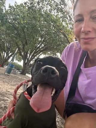 Enlarge Tommy Pickles, a Adoptable Labrador Retriever in Rowlett, TX image 3/3