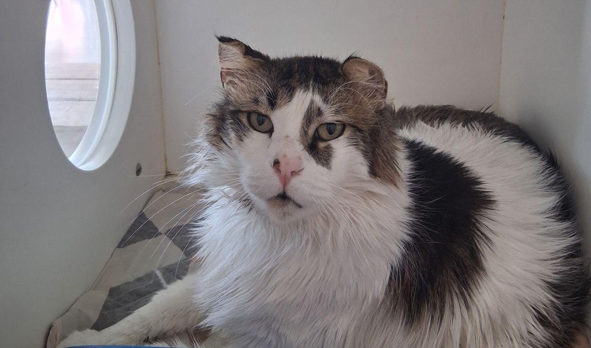 Goose, Adoptable, Adult Male Domestic Long Hair.
