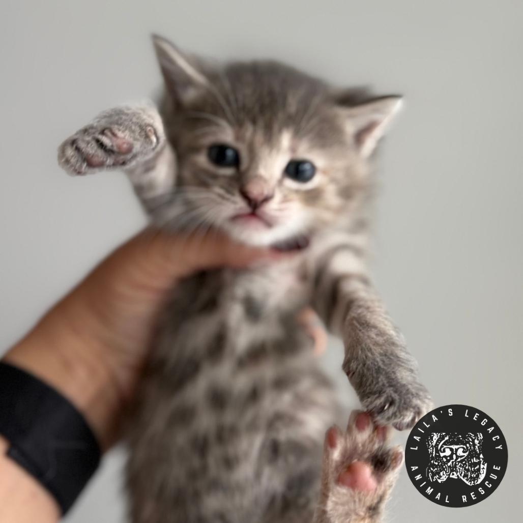 Tea, Adoptable, Kitten Female Domestic Short Hair.