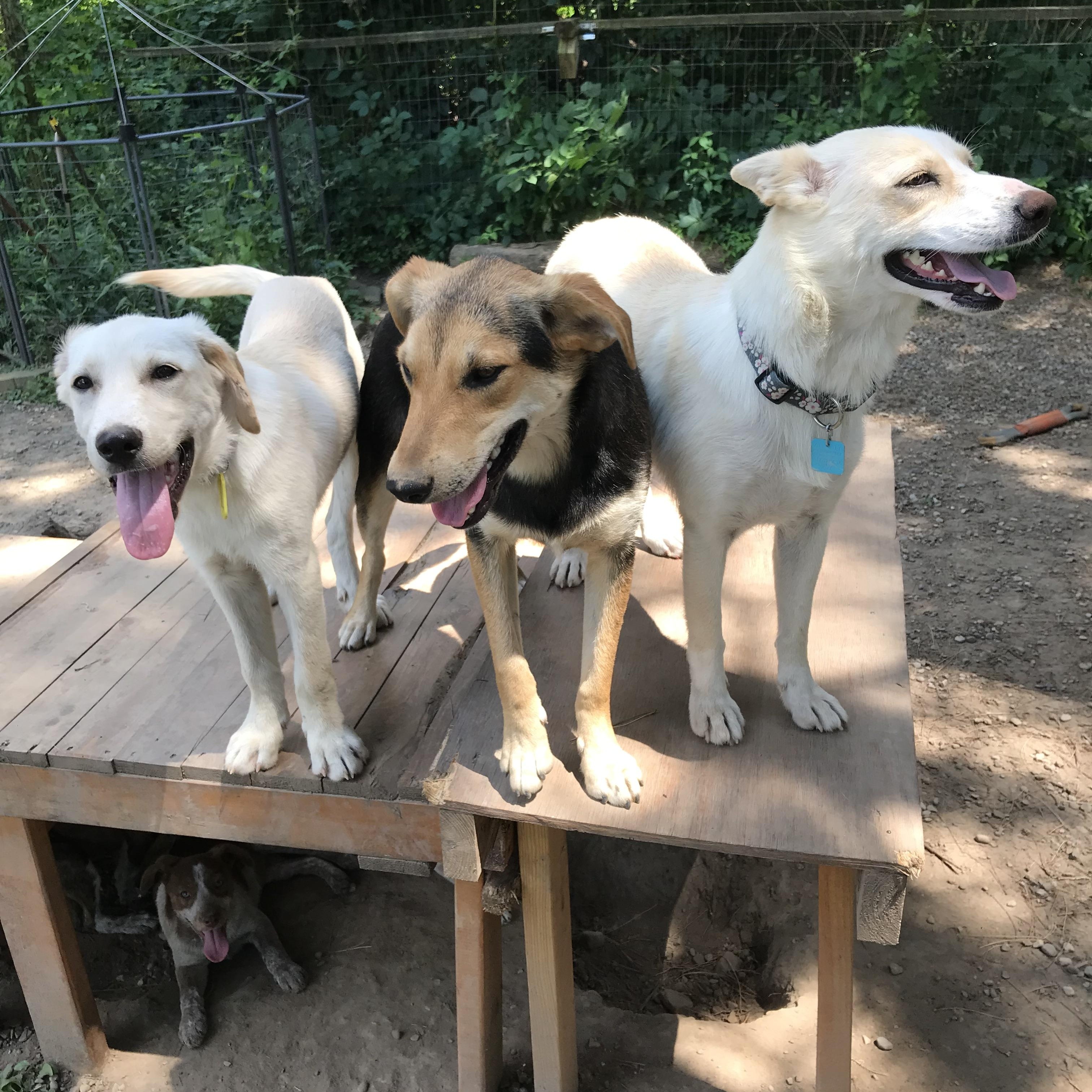 Enlarge Peter, a Adoptable mixed breed in Honeoye Falls, NY image 2/2