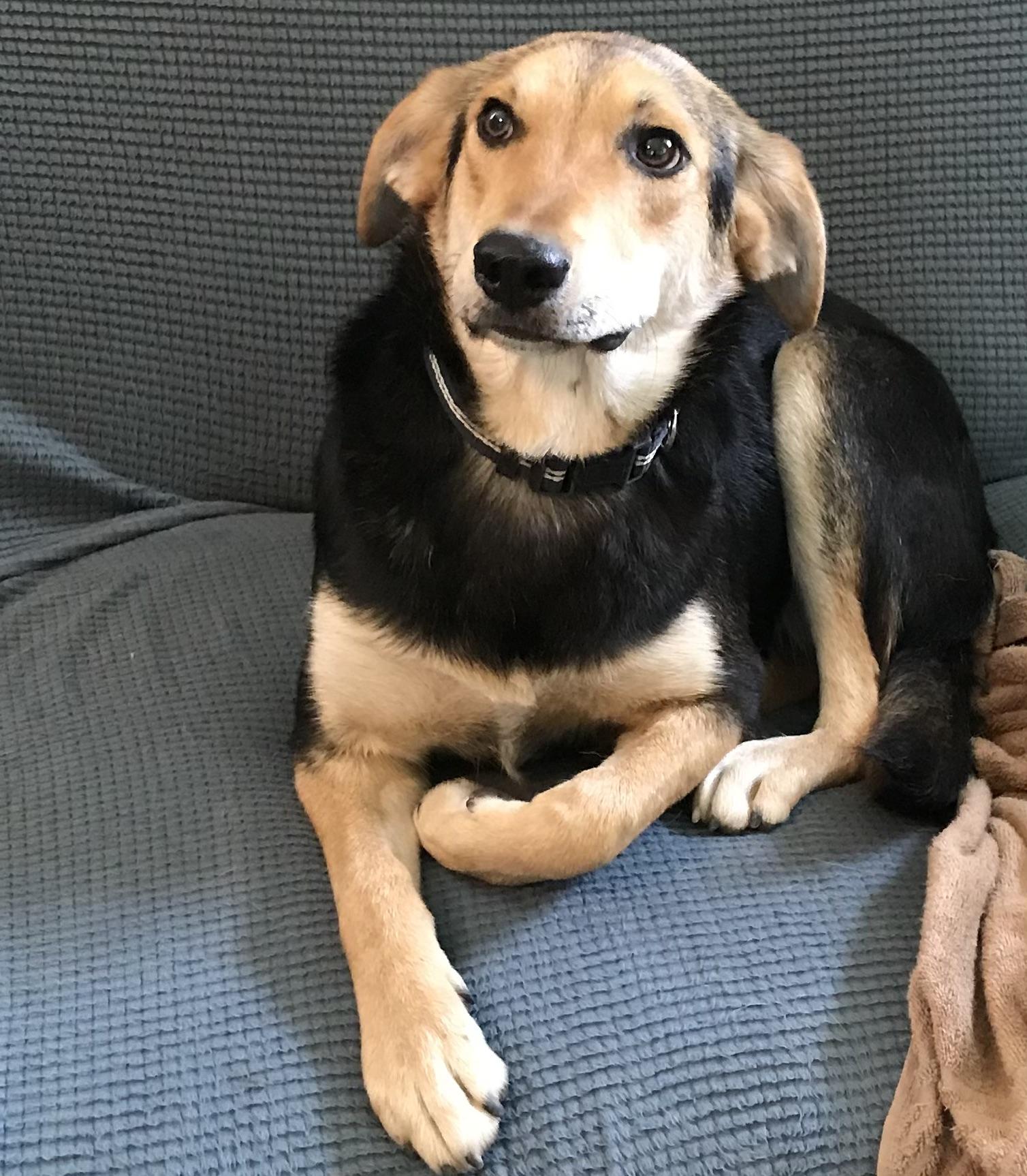 Peter, Adoptable, Young Male Beagle & Shepherd.
