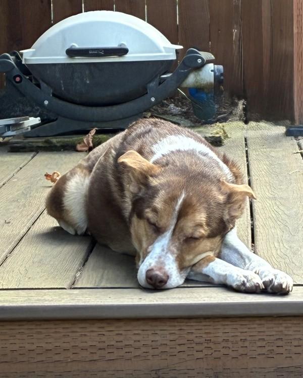 Enlarge Hazel-In Foster, a Adoptable mixed breed in Silverdale, WA image 2/2