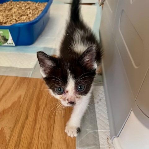 Fauna, Adoptable, Kitten Female Domestic Medium Hair.