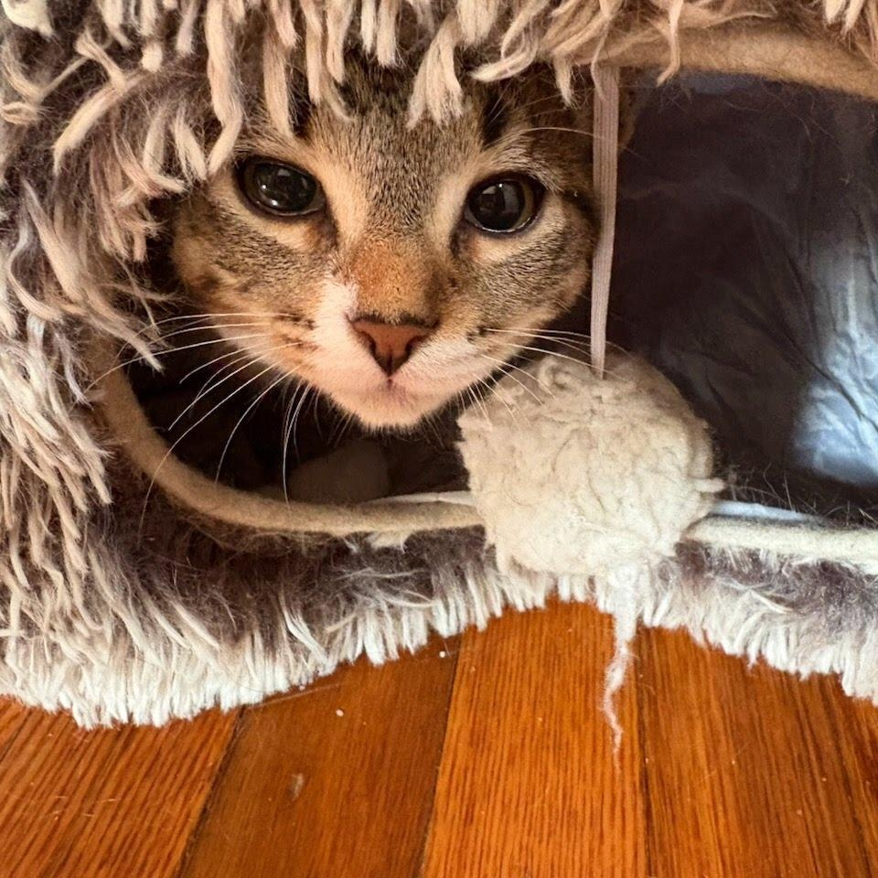 Pickle Spear, a ADOPTABLE Tabby in Oswego, NY image 4/4