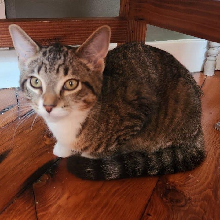 Pickle Spear, a ADOPTABLE Tabby in Oswego, NY image 2/4