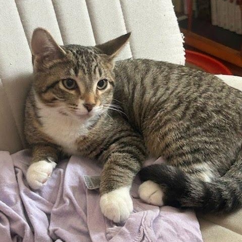 Pickle Spear, a ADOPTABLE Tabby in Oswego, NY image 1/4