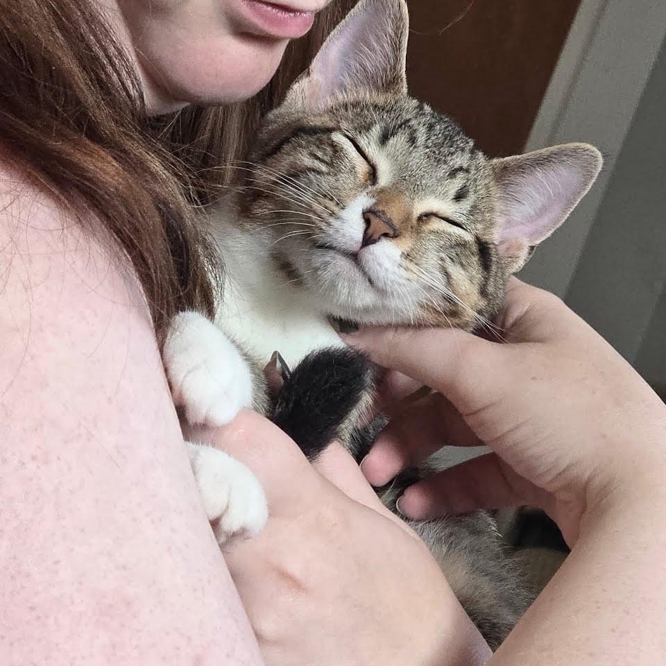 Pickle Spear, a ADOPTABLE Tabby in Oswego, NY image 3/4
