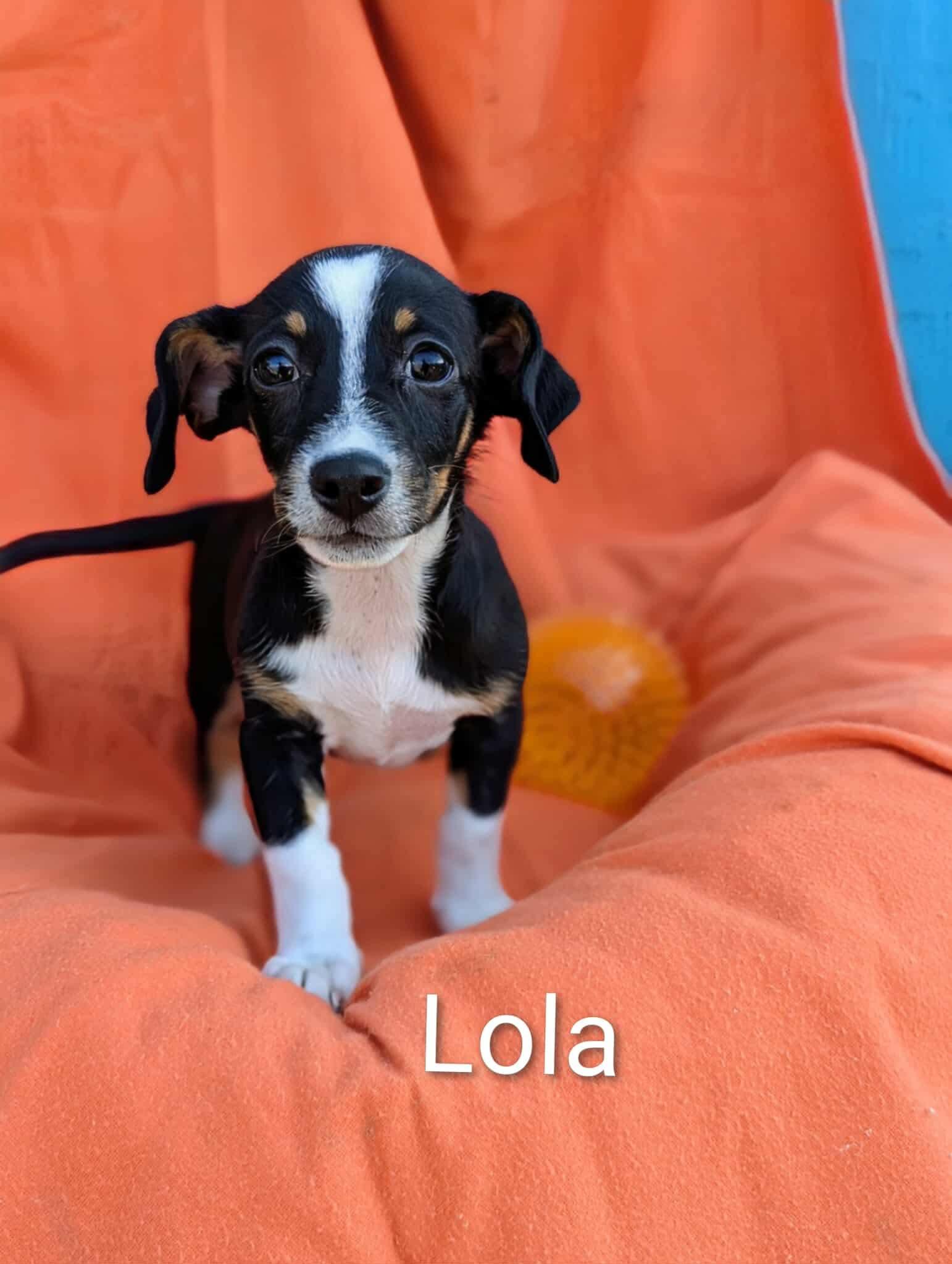 Lola