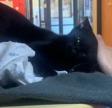 Venus (aka Vincent) photo 2