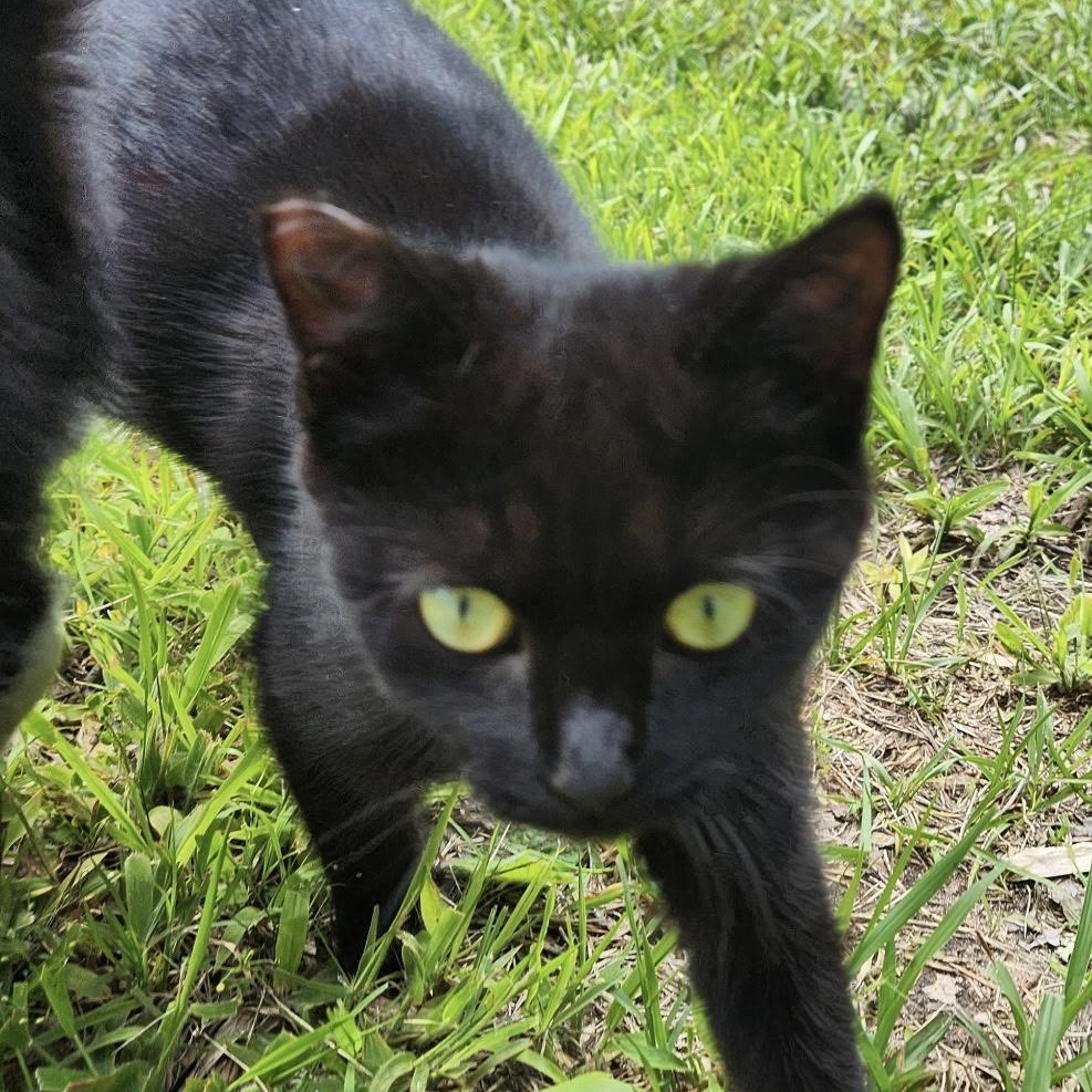 Venus (aka Vincent), Baby Female Domestic Short Hair
