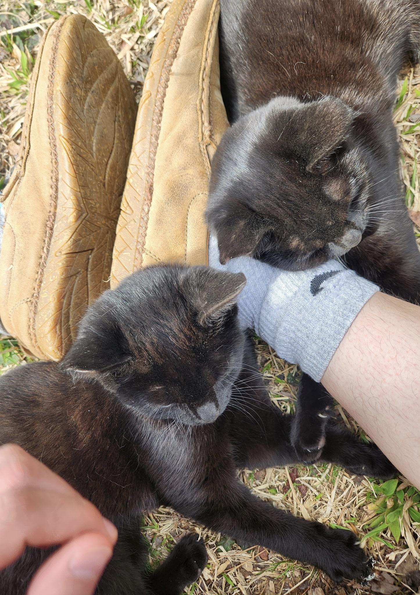 Venus (aka Vincent), a Adoptable mixed breed in Morganton, NC image 6/6