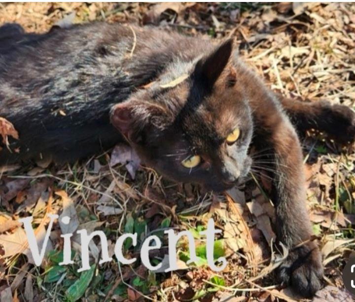 Venus (aka Vincent), a Adoptable mixed breed in Morganton, NC image 4/6
