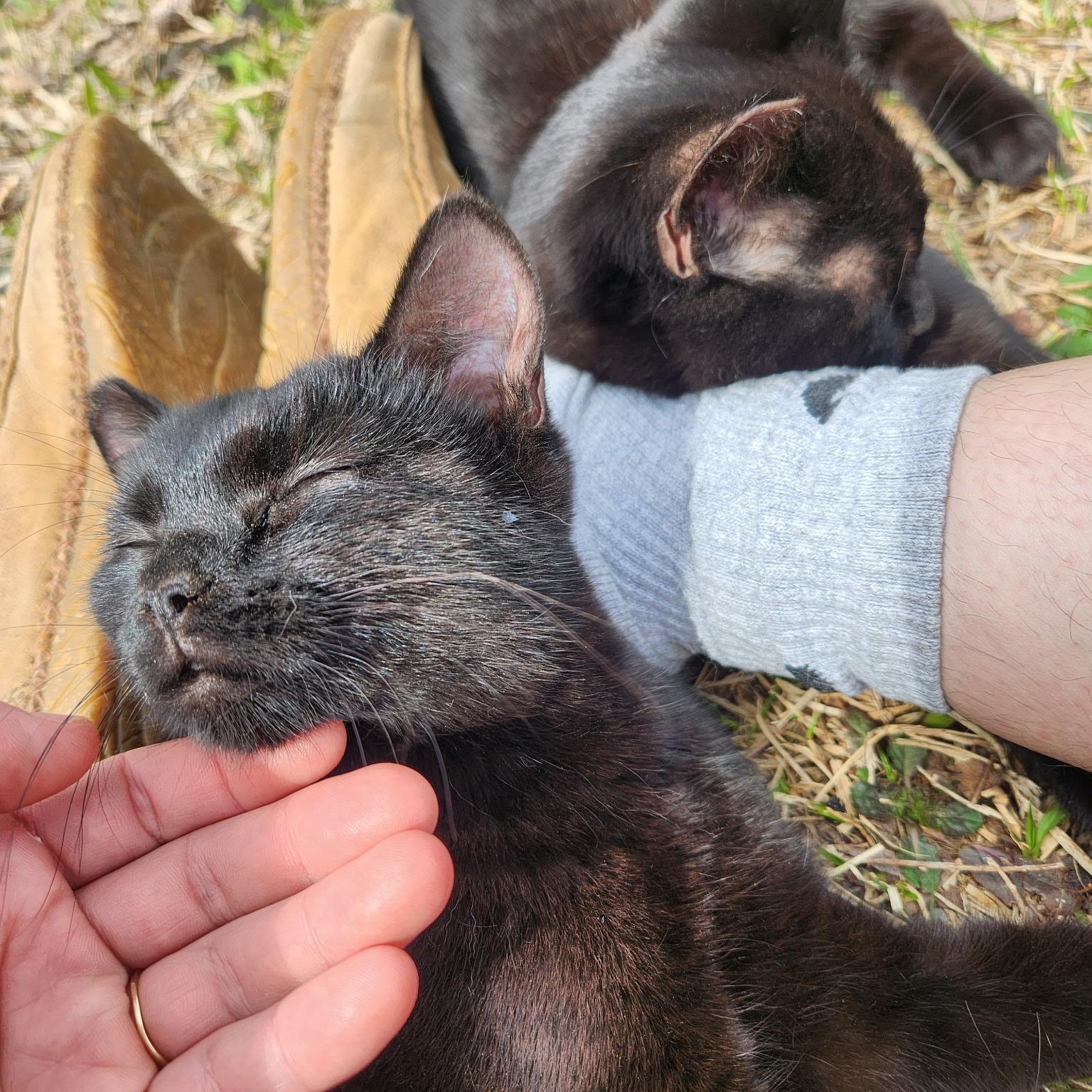 Venus (aka Vincent), a Adoptable mixed breed in Morganton, NC image 5/6