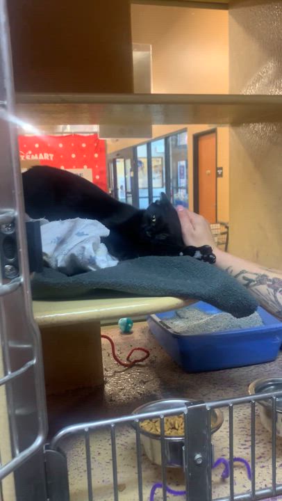 Enlarge Venus (aka Vincent), a Adoptable mixed breed in Morganton, NC video 3/6