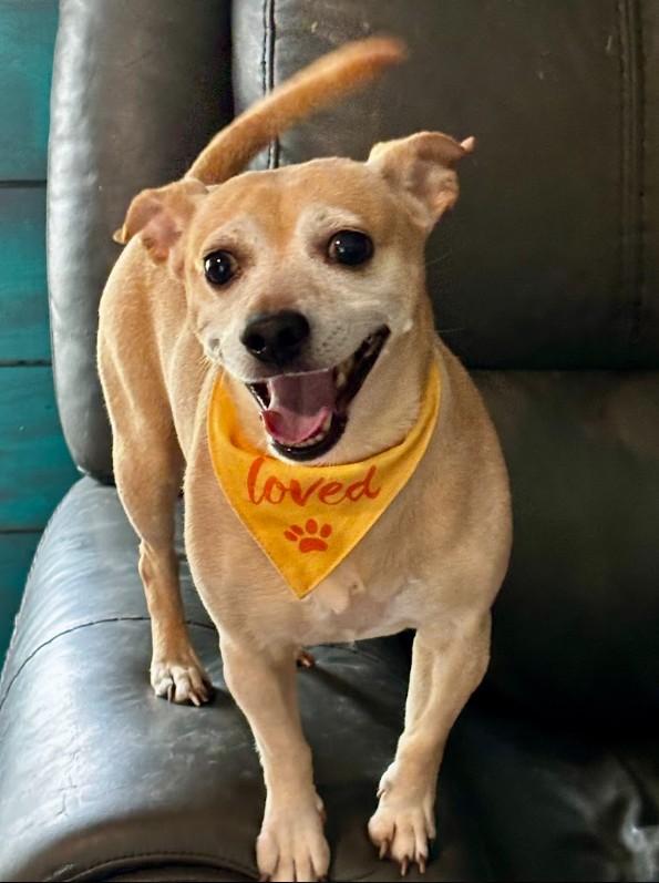 Lil Man, Adopted, Adult Male Chihuahua.