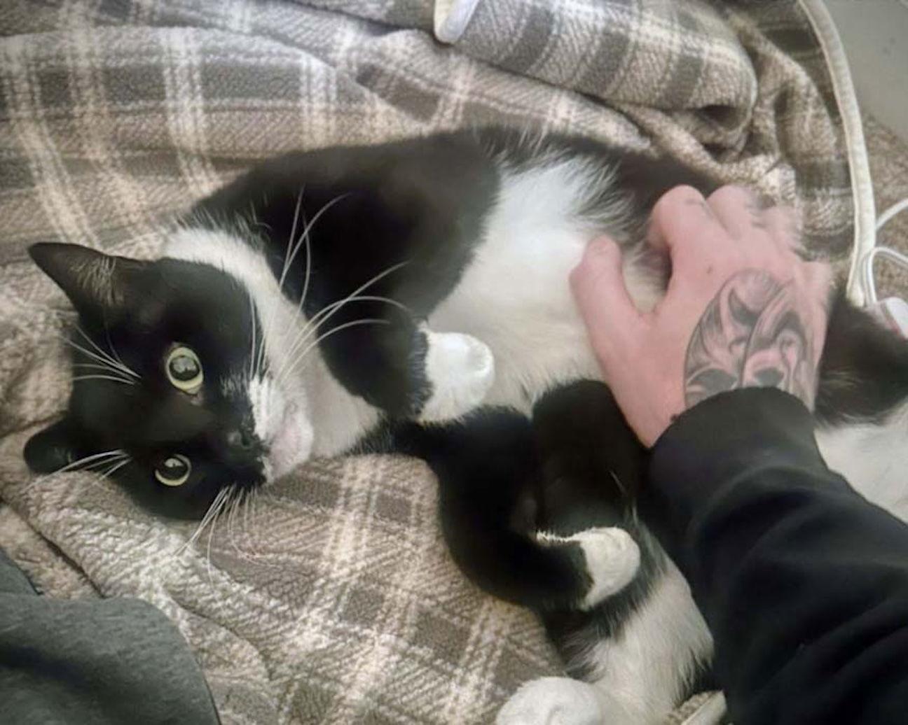 Enlarge Mr. Whiskers, a Adopted Domestic Short Hair in Wilmington, NC image 1/1