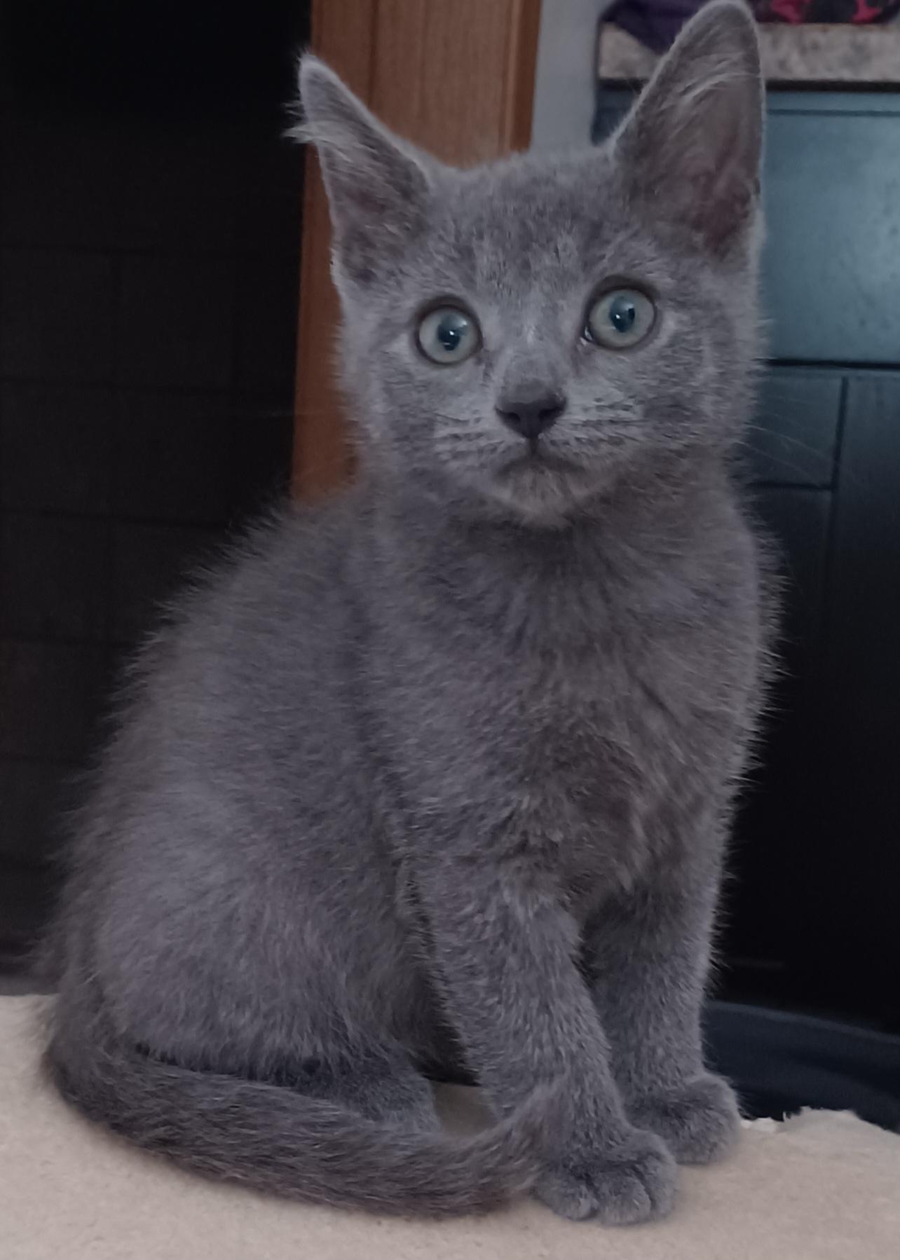Adrian, Adoptable, Kitten Female Domestic Short Hair.