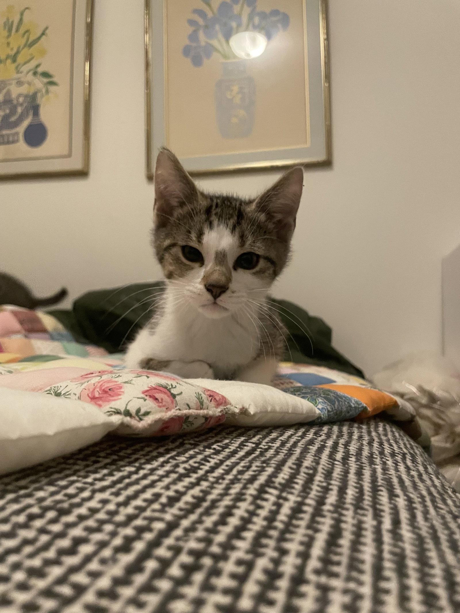 Enlarge Versace, a Adoptable Tabby in Philadelphia, PA image 1/1