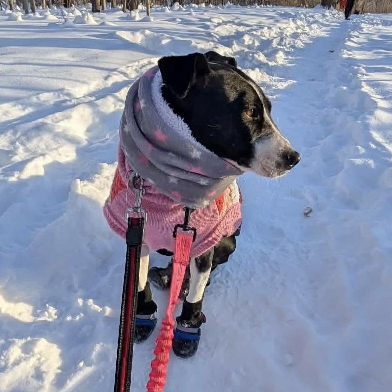 Enlarge Dixi, a ADOPTABLE mixed breed in Milton, ON image 4/6
