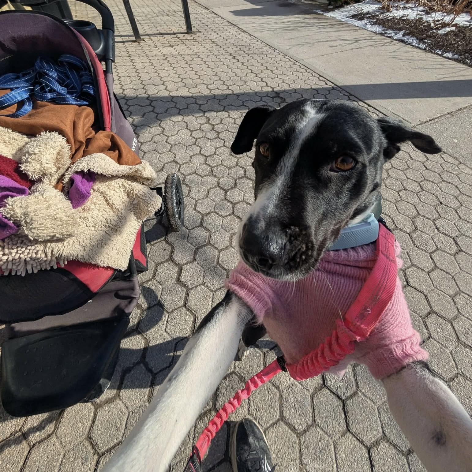 Enlarge Dixi, a ADOPTABLE mixed breed in Milton, ON image 2/6