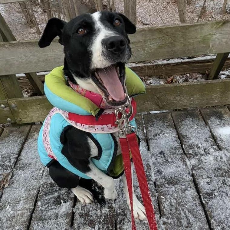 Enlarge Dixi, a ADOPTABLE mixed breed in Milton, ON image 5/6