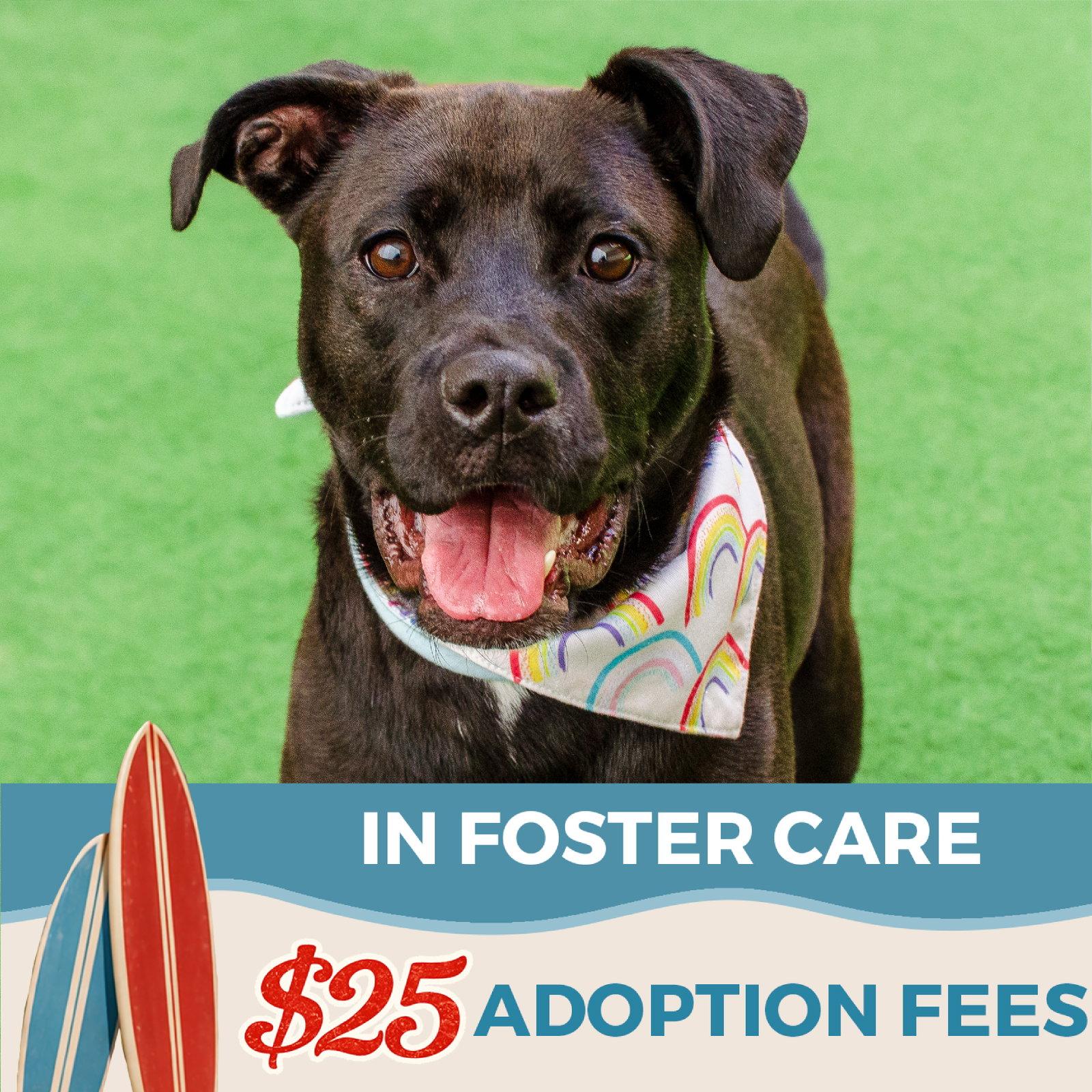 Cindy, Adoptable, Young Female Pit Bull Terrier & Siberian Husky.