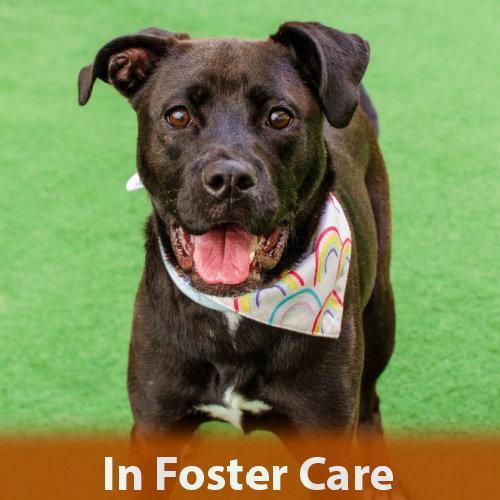 Enlarge Cindy, a Adoptable mixed breed in Burlingame, CA image 3/3
