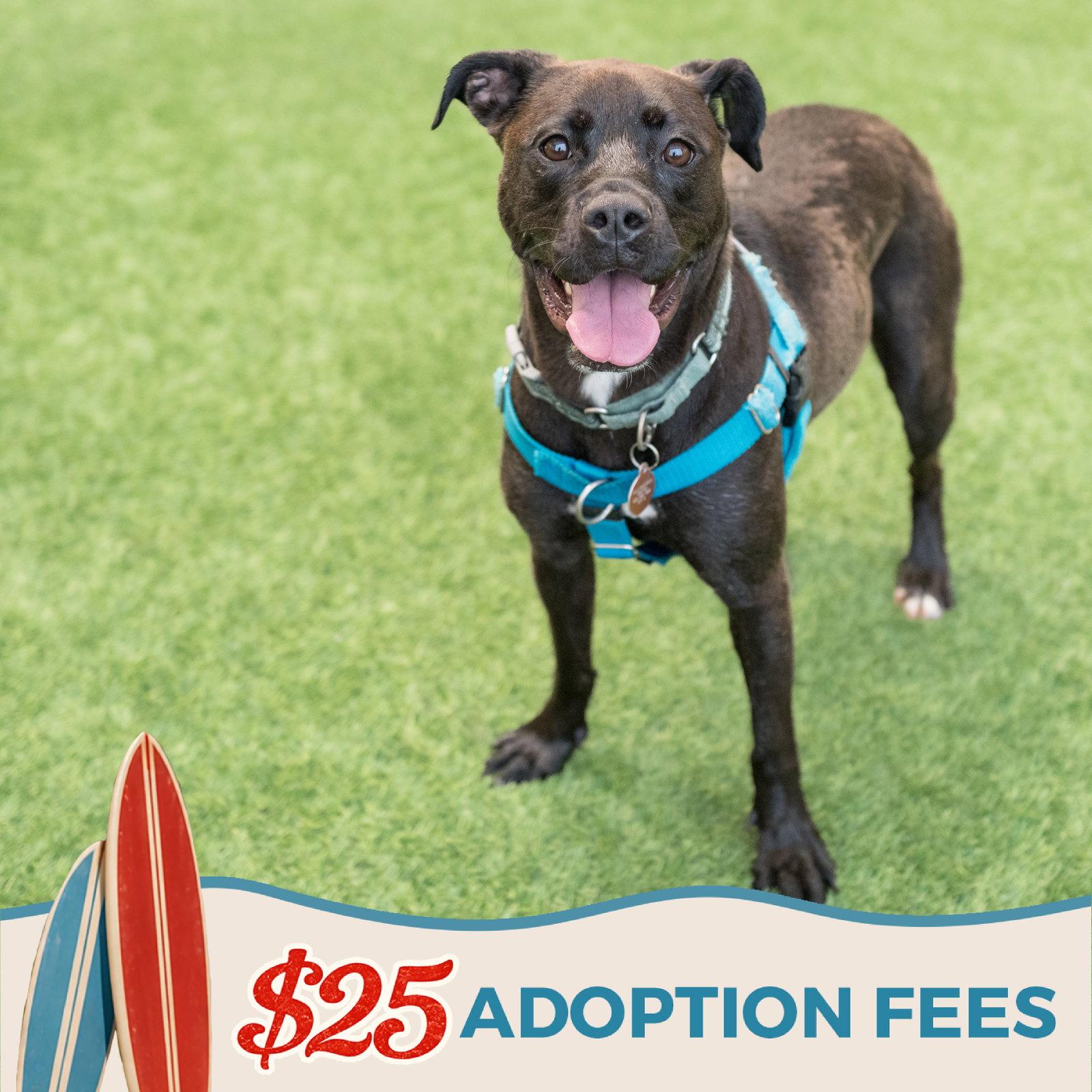 Enlarge Cindy, a Adoptable mixed breed in Burlingame, CA image 2/3
