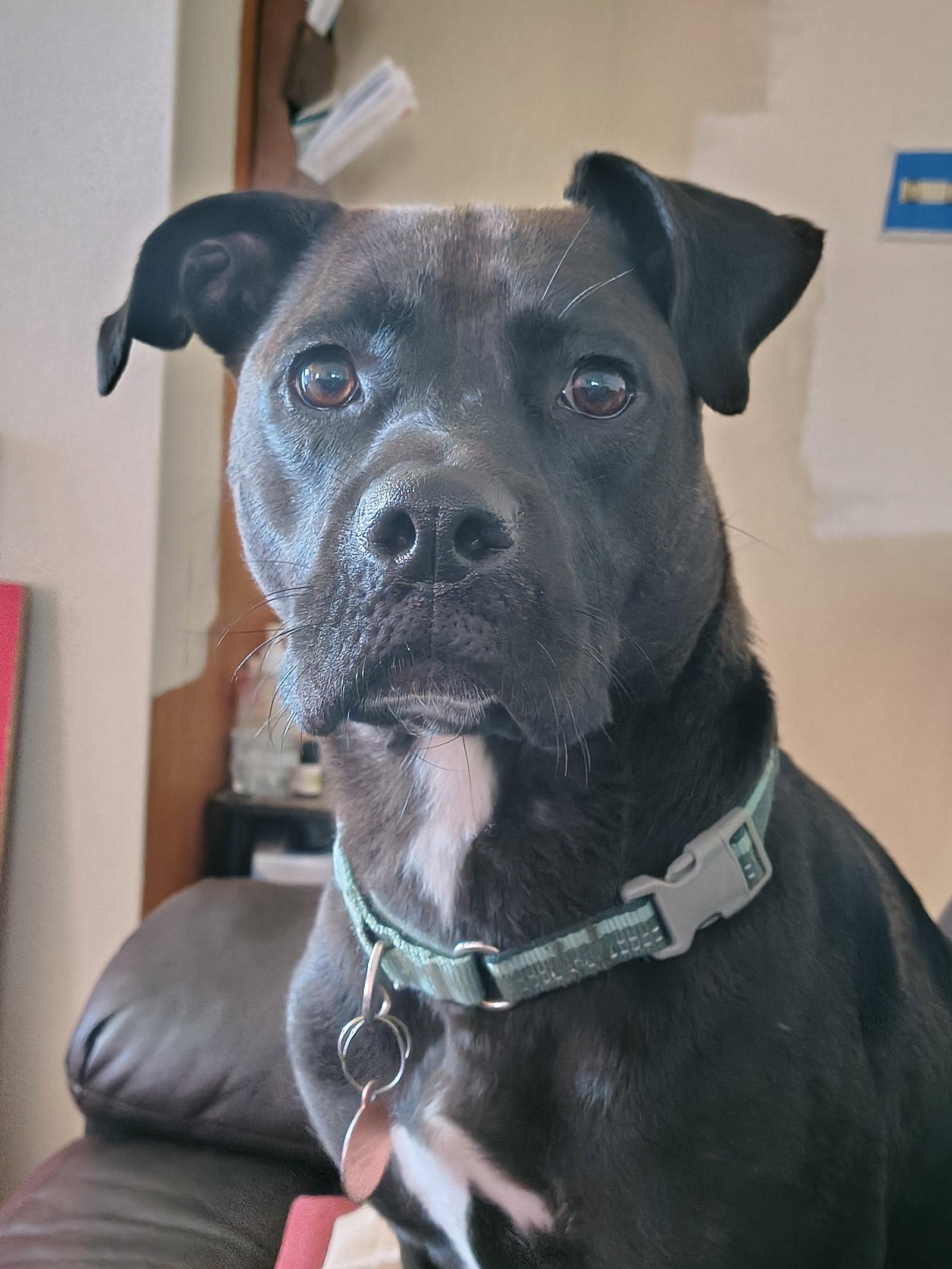 Enlarge Cindy, a Adoptable mixed breed in Burlingame, CA image 3/3