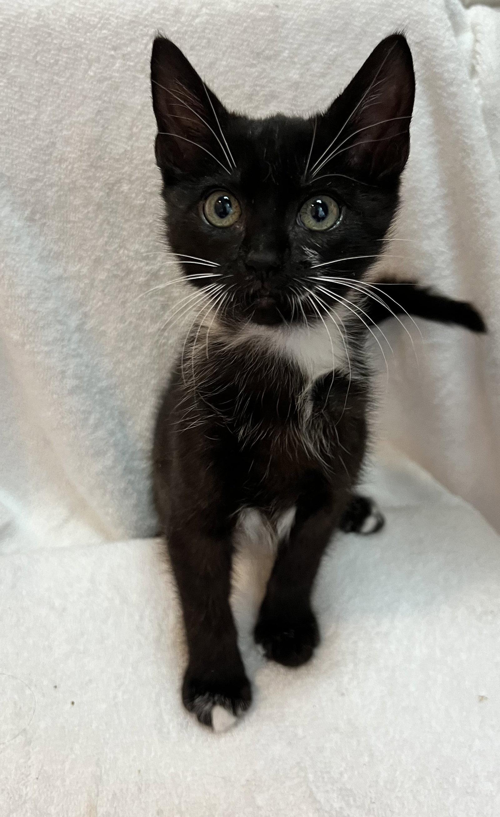 Brunella, Adopted, Kitten Female Domestic Short Hair.