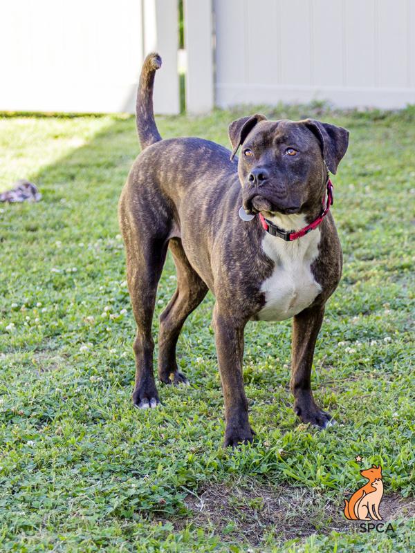 Styles, Adoptable, Adult Male Pit Bull Terrier.