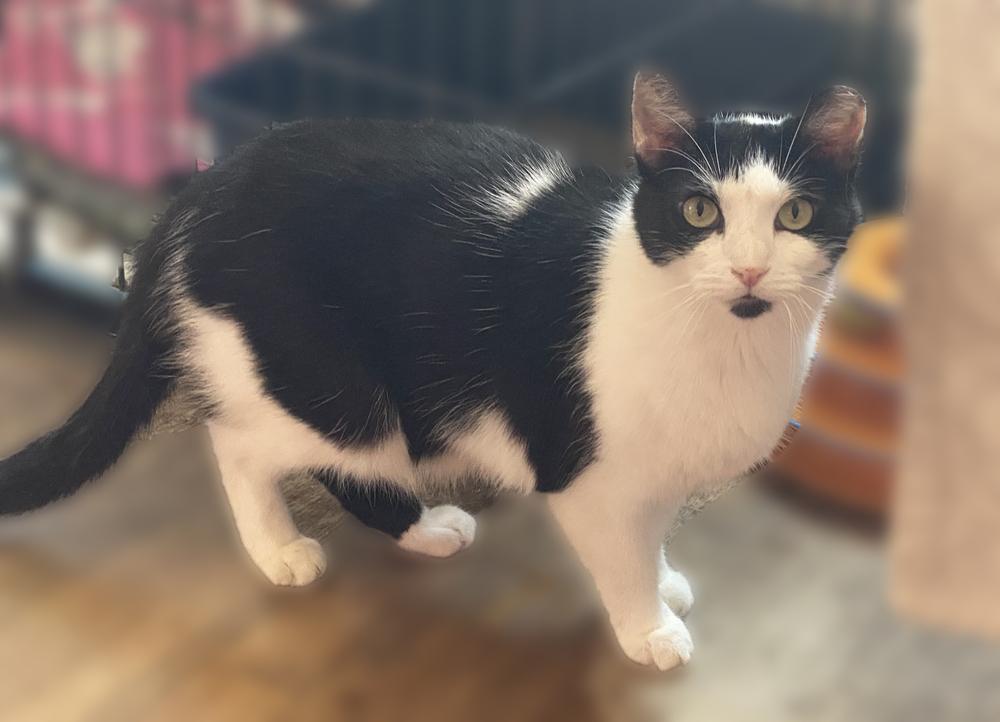 Enlarge Sabby, a Adoptable Domestic Short Hair in Jersey City, NJ image 1/1