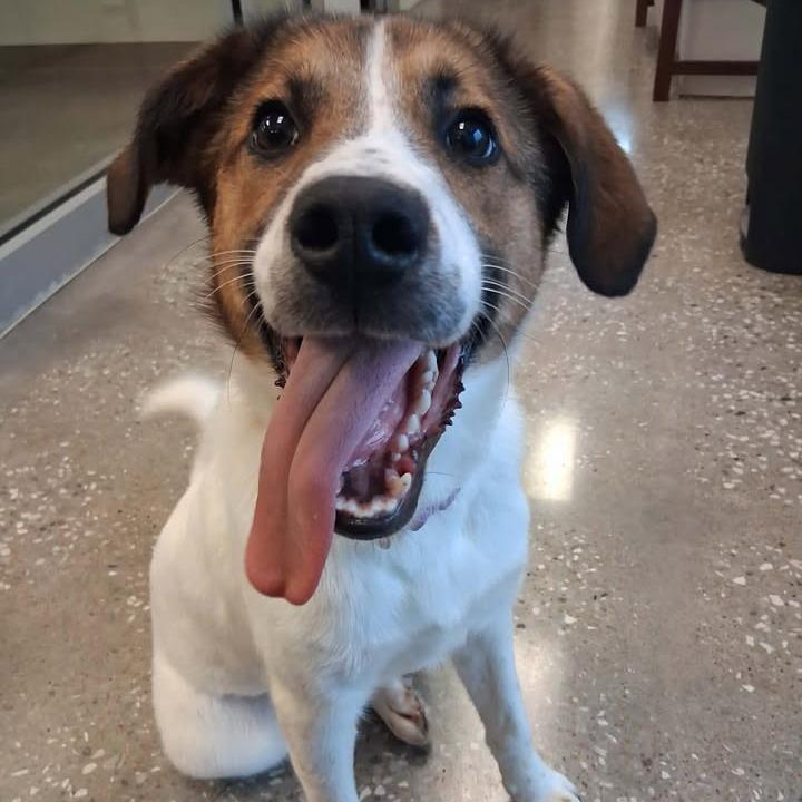 Bunny, Adoptable, Young Female Treeing Walker Coonhound & Terrier.