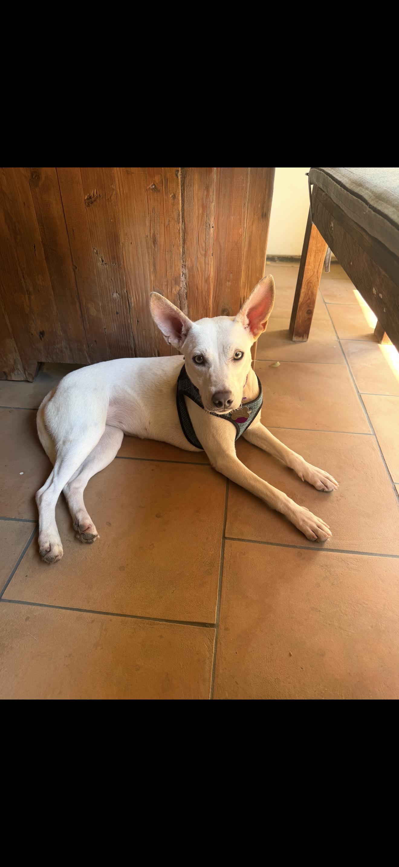 Enlarge Zoey - The Precious Girl, a ADOPTABLE mixed breed in North Hollywood , CA image 2/3