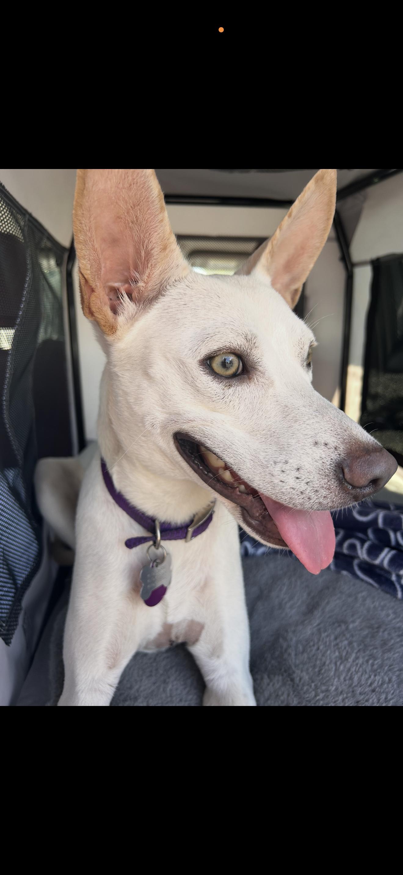 Enlarge Zoey - The Precious Girl, a ADOPTABLE mixed breed in North Hollywood , CA image 3/3