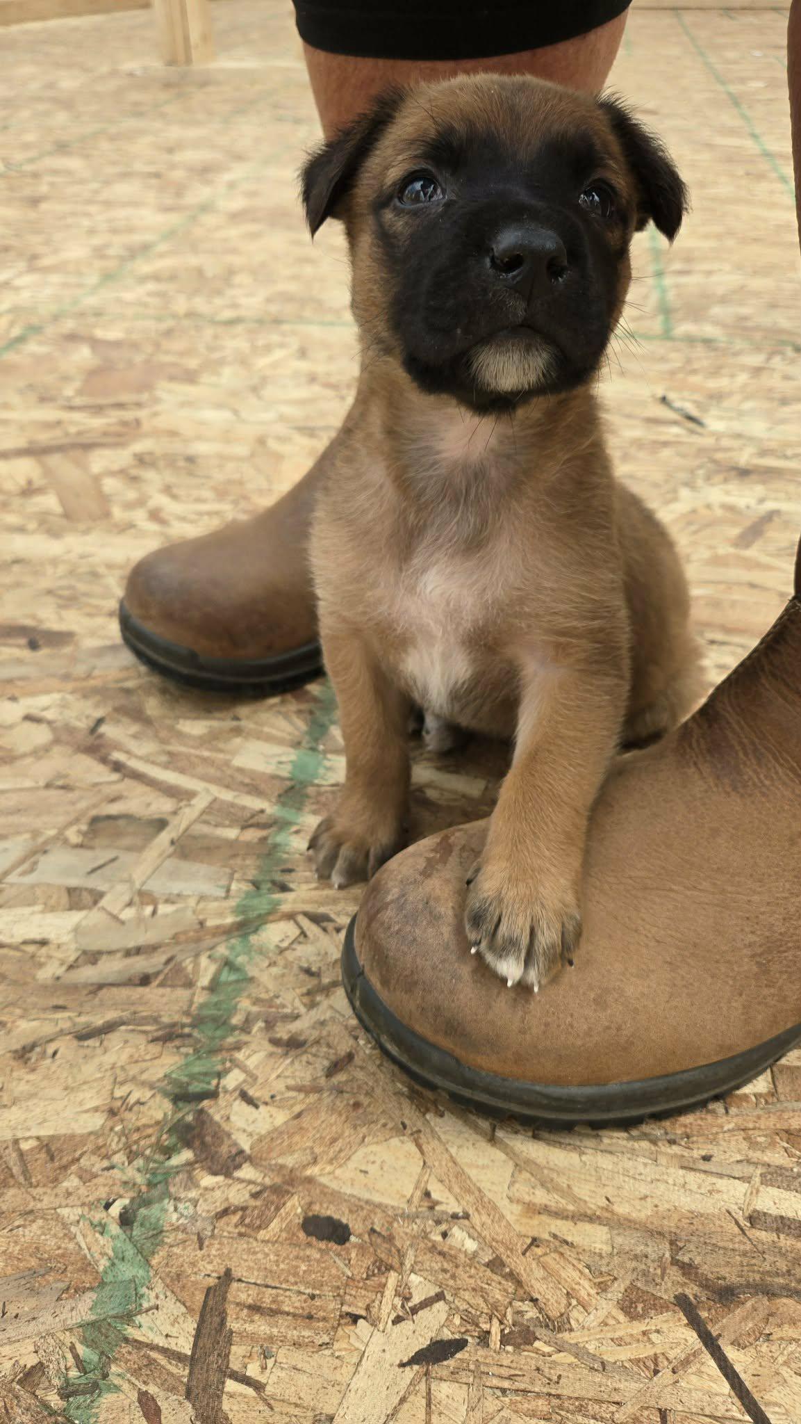 Sultan, Adopted, Puppy Male Mixed Breed.