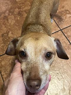 Louie, a ADOPTABLE mixed breed in Tampa, FL image 4/6